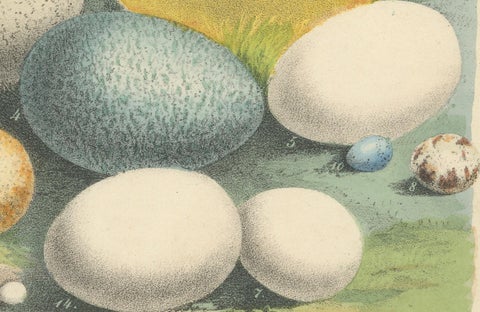 Global Bird Eggs: An 1857 Study of Avian Diversity - Hand-Coloured Lithograph, close-up 3