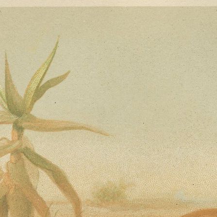 African Fennecs, Antique Desert Fox Chromolithograph, 1894, close-up 1