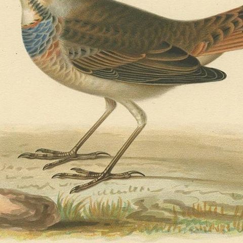 Antique Bird Print of the Bluethroat by Von Wright, 1927, close-up 2