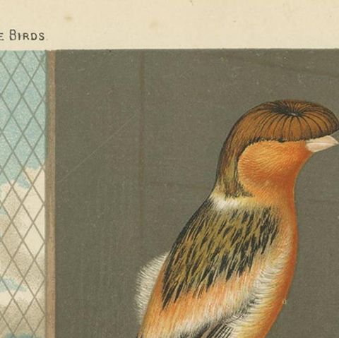 Antique Bird Print of the Norwich Canaries Dark-Crested Buff and Others, close-up 1