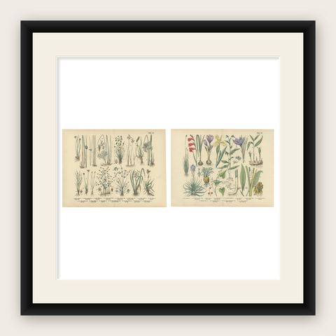 Antique German Botanical Atlas Plates, Grasses & Exotic Plants, 1885, shown framed