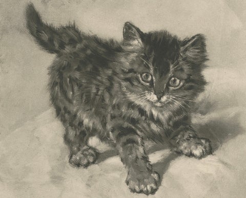 Rascal - A Playful Antique Cat Print by Henriette Ronner, 1894, close-up 2