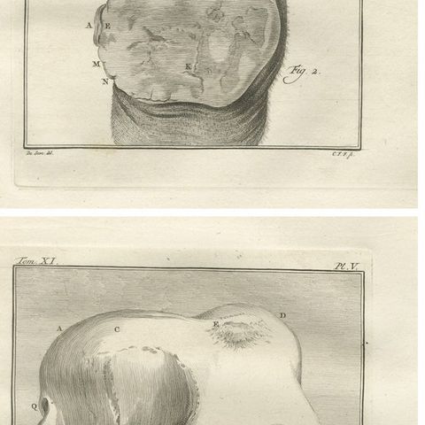 Sophisticated Elephant Anatomy Wall Set, Original Buffon Engravings, 1769, close-up 2