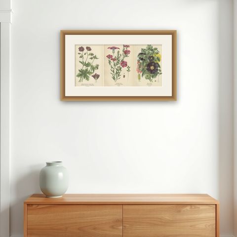 Victorian Botanical Splendor: A Collection from Step's Horticultural Compendium, shown framed on a wall