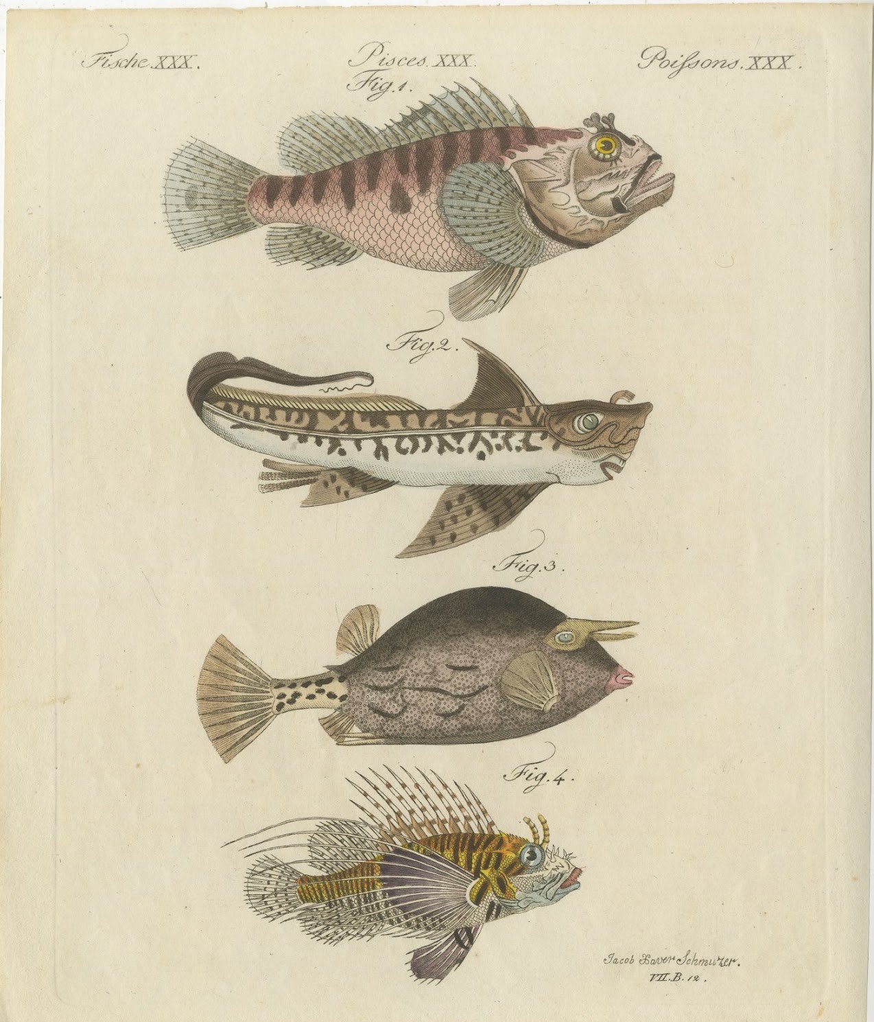 Lionfish, Chimaera, Scorpionfish and Boxfish, Antique Bertuch Print, circa 1805