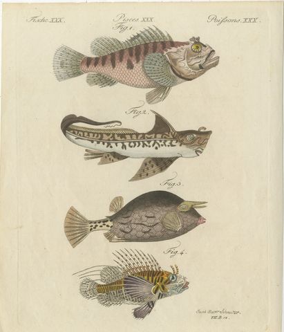 Lionfish, Chimaera, Scorpionfish and Boxfish, Antique Bertuch Print, circa 1805