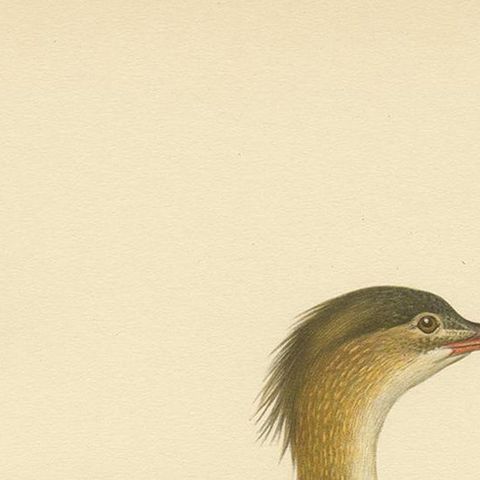 Antique Bird Print of a Female Red-Breasted Merganser by Von Wright '1929', close-up 1