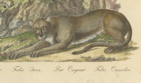 Antique Jaguar & Cougar Lithograph by Karl Joseph Brodtmann, 1816, close-up 3