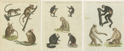 Set of three Antique Prints of various Monkeys, also including Maki, view 2
