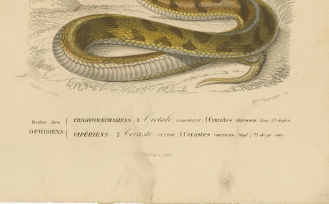 Snake Print of Rattlesnake and Horned Viper, c.1850, by Orbigny, close-up 1