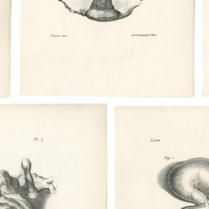 19th Century Animal Anatomy Prints by Lejeune, circa 1840, close-up 2