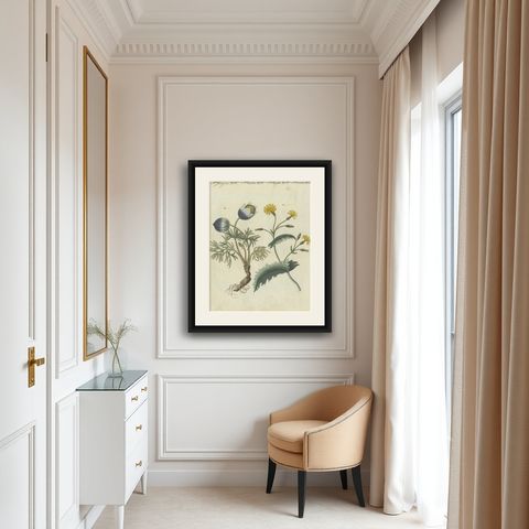 Botanical Print: Papaver and Hieracium Species from a Natural History Collection, shown framed in a room