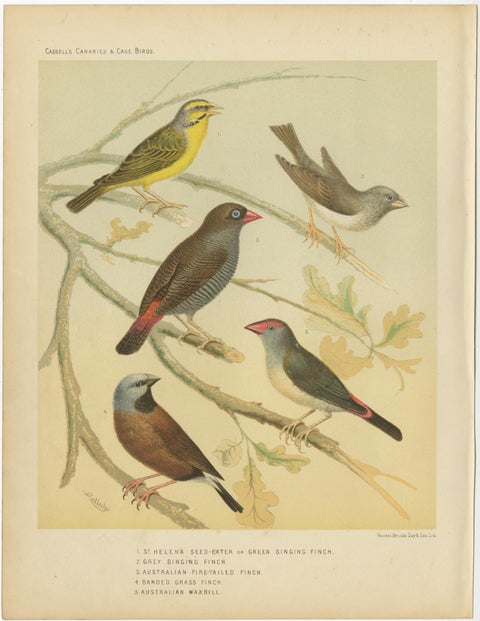Antique Bird Print of the Green Singing Finch, Grey Singing Finch and Others, view 3