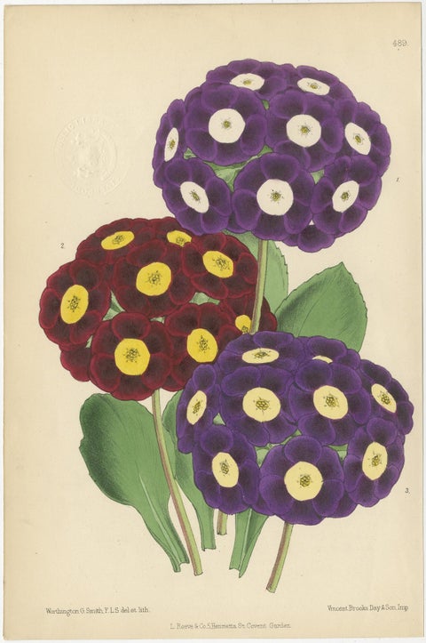 Set of 4 Antique Botany Prints, Purple, by Brooks 'c.1870', view 2