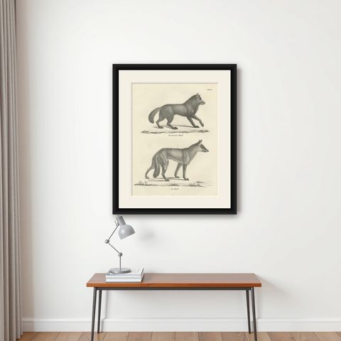 19th-Century Lithograph of the Black Wolf and Grey Wolf in Striking Detail, shown framed on a wall