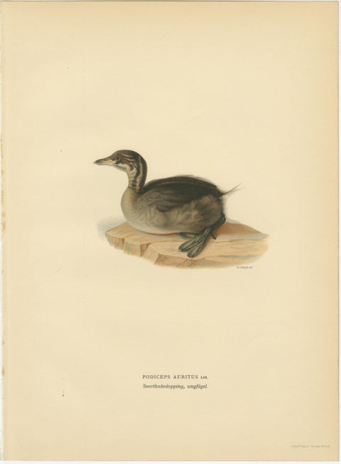 Antique Horned Grebe Bird Lithographs Set of 3, Podiceps Auritus, 1929, view 5
