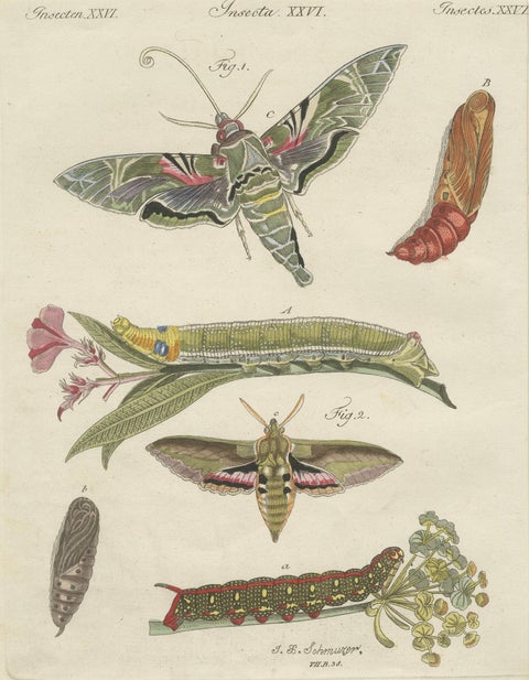 Pair of Antique Hawk Moth Life Cycle Engravings, Bertuch, c.1800, close-up 5