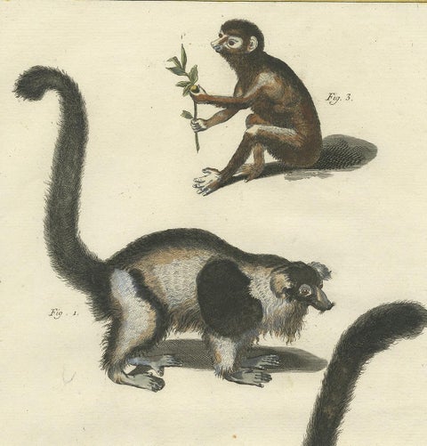 Antique Handcolored Engraving of Vari Monkey, Mongoose, Lori Print, 1774, view 3