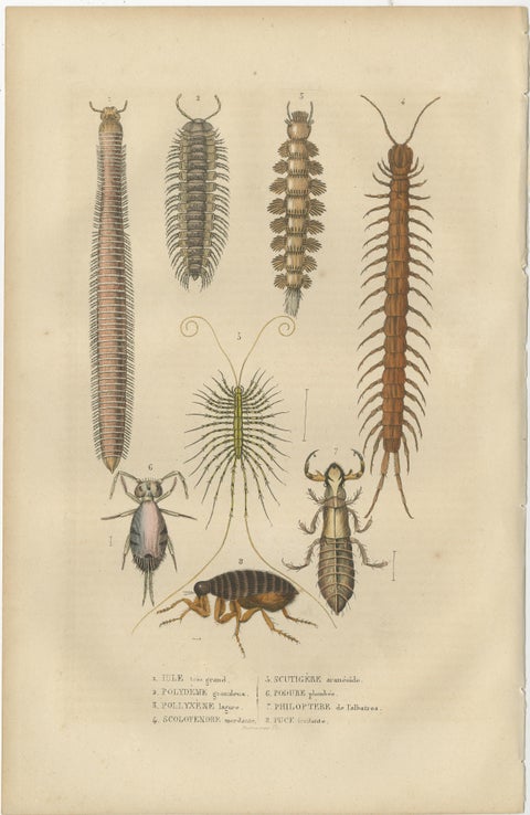 1845 Scientific Art: Handcolored Engraving of Marine Invertebrates and Insects, view 2