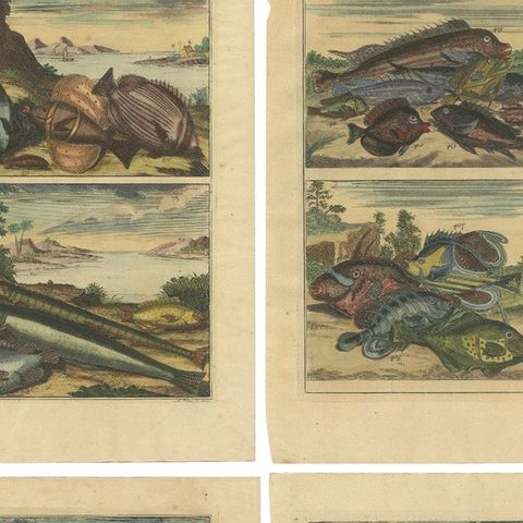 Set of 12 Colored Antique Prints of various Fish species and other Marine Life, close-up 1