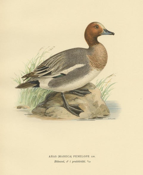 Antique Bird Print of the Eurasian Wigeon, '1929', view 2