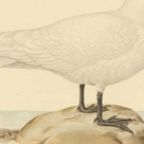 Antique Bird Print of the Ivory Gull, 1929, close-up 2
