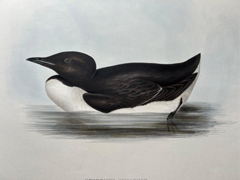 Brunnich’s Guillemot, Antique Bird Lithograph by John Gould, c.1832, view 2
