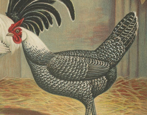 The Elegant Silver Penciled Chicken - A Rare 19th Century Poultry Lithograph, close-up 3