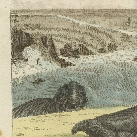 Elephant Seals on a Rocky Shore, Antique Bertuch Print, Vienna, circa 1809, close-up 4