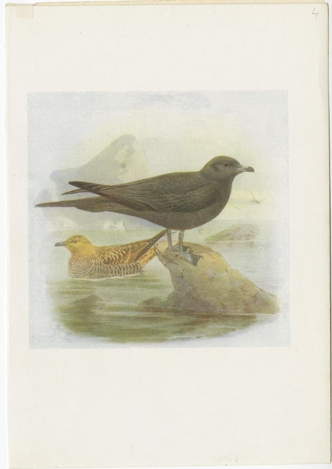 Antique Bird Print of Richardson's Skua, 1907, view 2