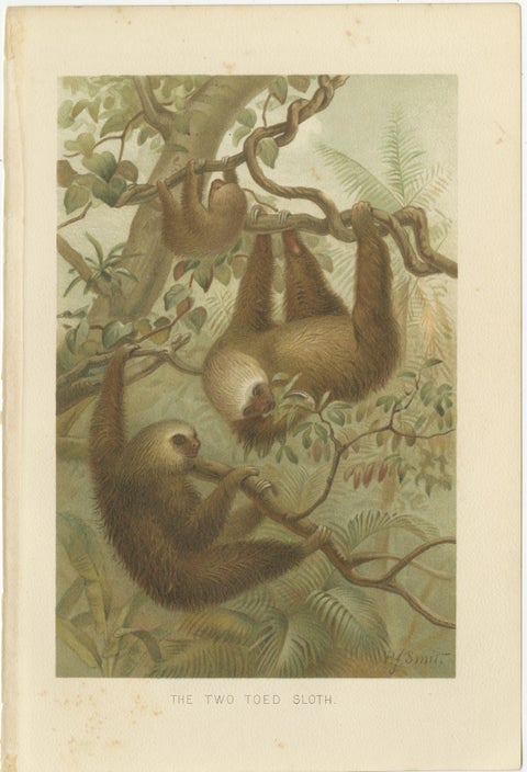 Two-Toed Sloth, Antique Natural History Chromolithograph, 1894, view 2