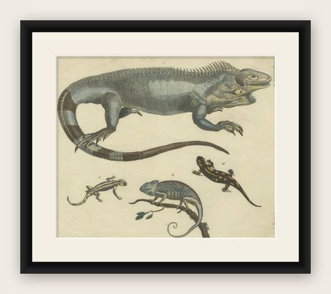Antique Handcolored Engraving of Lizards, Iguana, Chameleon and Salamander, 1800, shown framed