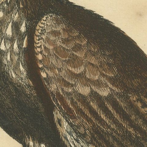 Antique Bird Print of the White-Tailed Eagle, close-up 2