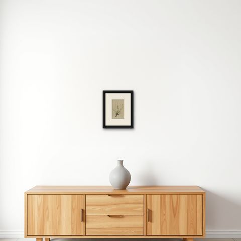 Antique Botany Print of The Bistorta Vivipara by Palla, 1897, shown framed on a wall