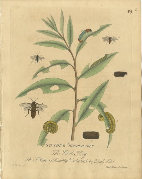 Decorative Set of Three Early Insect Engravings with Plants, Eleazar Albin 1720, view 2