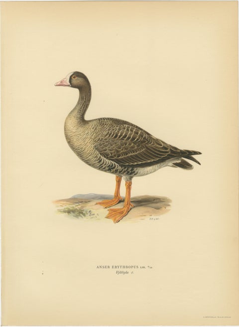 Vintage Scandinavian Ornithology Lithographs, Geese of Northern Europe, 1929, view 5