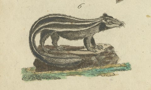 Antique Handcolored Engraving of Civets, Mongooses, and Badgers, c.1800, close-up 1