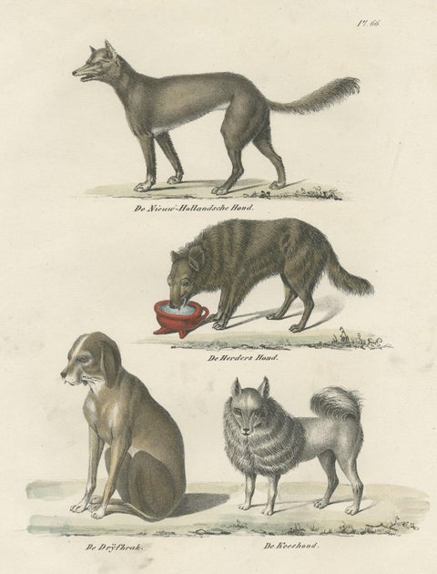 Attractive Antique Print of the Sheepdog and Other Dog Breeds, 1845, close-up 1