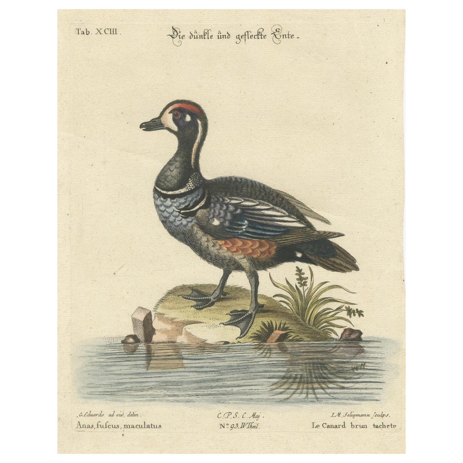 Hand-Colored Engraving of the Dark and Spotted Duck by Seligmann, ca.1770