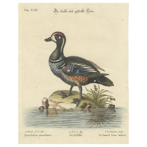Hand-Colored Engraving of the Dark and Spotted Duck by Seligmann, ca.1770
