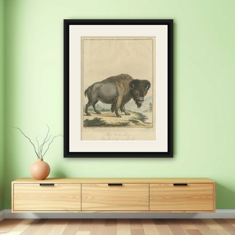Original Antique Print of a Bison, shown framed on a wall