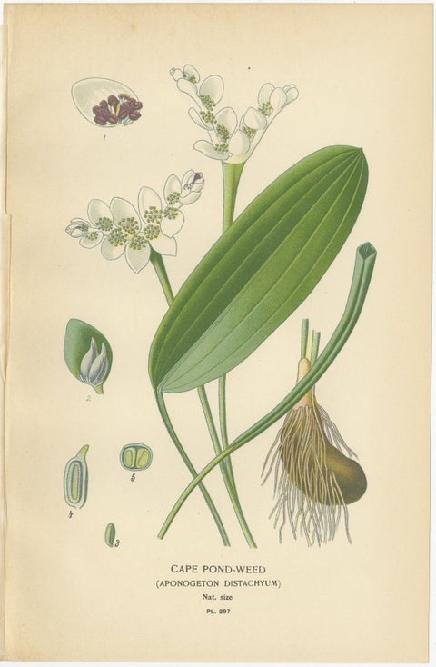 Cape Pondweed, Umbrella Plant & Bulrush, Antique Botanical Prints c.1897, view 3