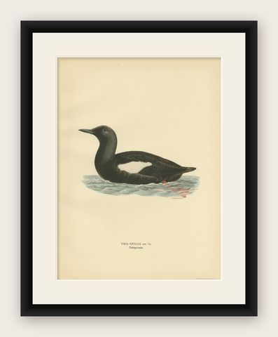 Antique Bird Print of the Black Guillemot by Von Wright, 1929, shown framed
