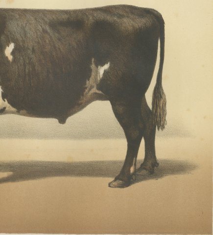 Normandy Ox, French Cattle Breed, Antique Chromolithograph by Borie, 1863, close-up 3