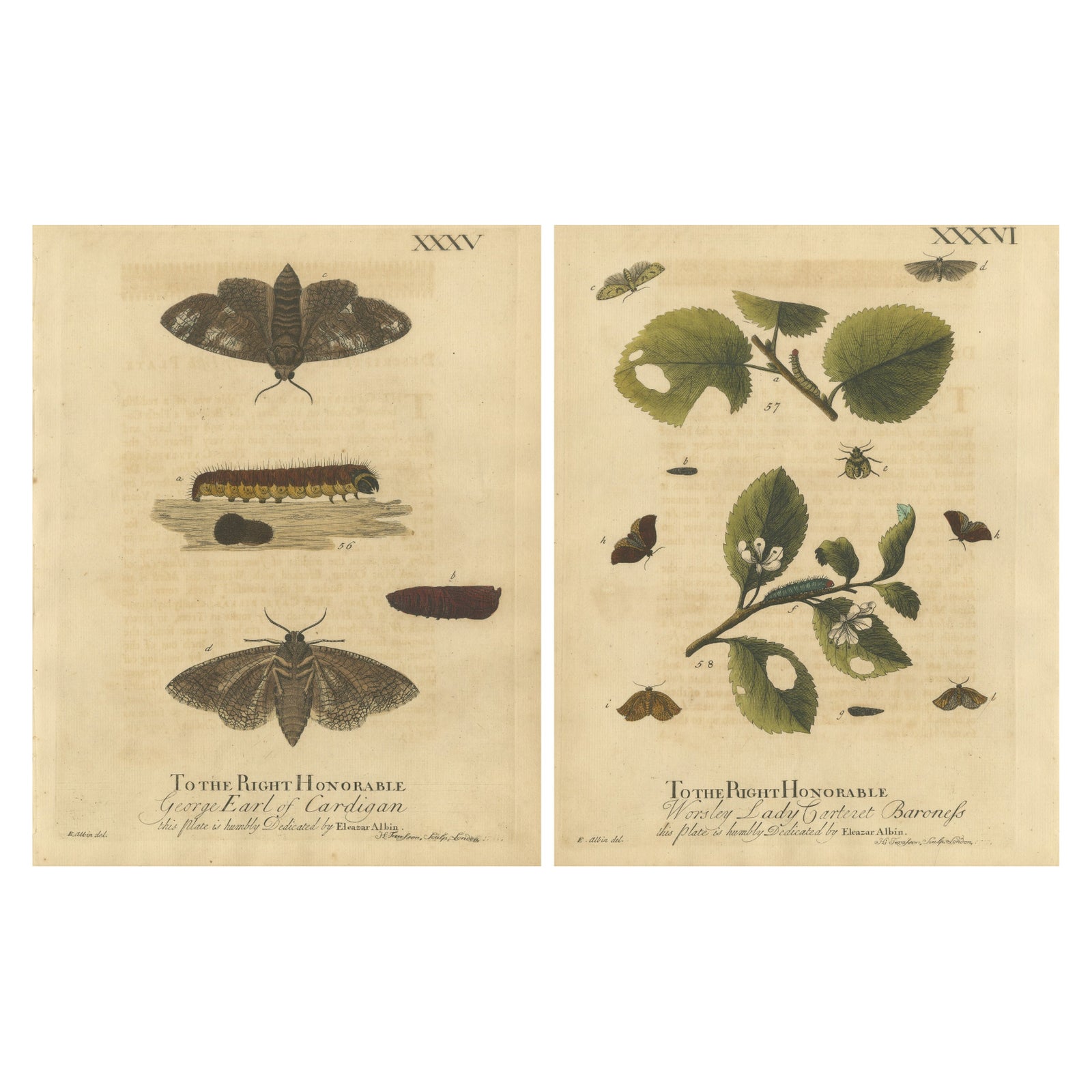 Antique English Moths with Caterpillars and Host Plants, Albin Entomology 1720