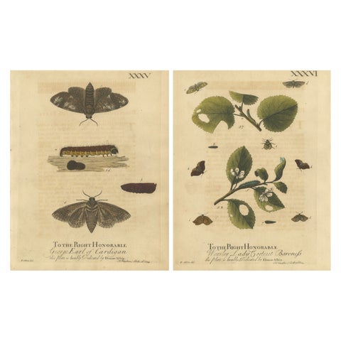 Antique English Moths with Caterpillars and Host Plants, Albin Entomology 1720