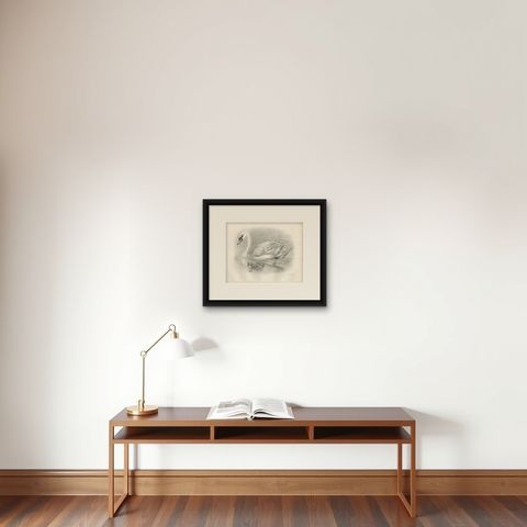 Mute Swan and Cygnet, Antique Bird Print after Lilian Medland, circa 1909, shown framed on a wall