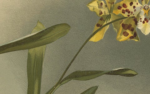 Yellow Spotted Orchid Print, Odontoglossum Excellens, Reichenbachia c.1888, close-up 1