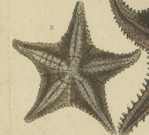 Antique Handcolored Engraving of Starfish and Marine Creatures, c.1800, close-up 2