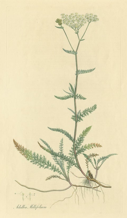 Antique Botany Print of Achillea Millefolium by Curtis 'circa 1817', view 2